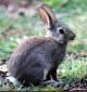 Cottontail rabbit