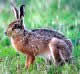 European Hare