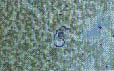 microfilariae in a blood smear