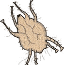 Mite