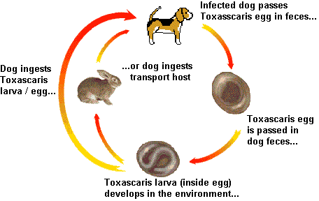 how dogs get worms