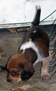 Pointers on Training Beagle Pups