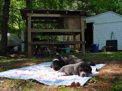 Building a Puppy Palace for Beagles.