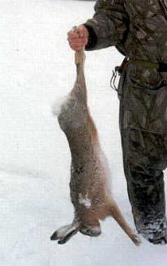 Hunting the European Hare