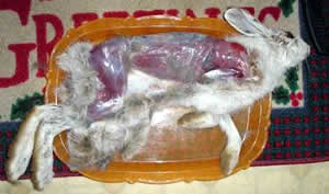 Cleaning a Snowshoe Hare