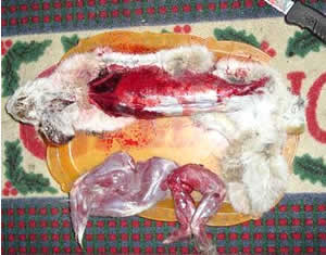 Cleaning a Snowshoe Hare