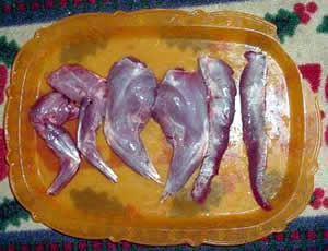 Cleaning a Snowshoe Hare