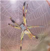 A Mississippi Banana Spider!