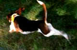 Pup runs down a snowshoe hare.