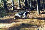 Puppy Training Run with a slower dog.