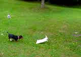 Starting Pups on Tame Rabbits