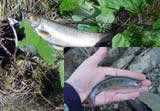 Trout and hare.