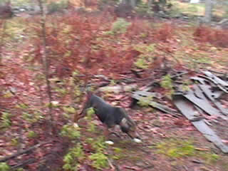 10 month old pup solo run.